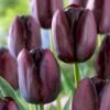 12/+ Cm, Queen Of The Night Single Late Tulip Flower Bulbs (Bag Of 50) -J Parkers Garden Store garden state bulb flower bulbs ecf 64 50 02 64 1000