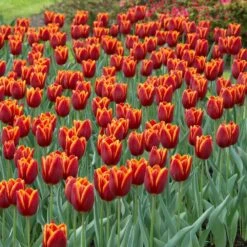 12/Plus Cm, Triumph Verandi Tulip Flower Bulbs (Bag Of 100) 17 12/Plus Cm, Triumph Verandi Tulip Flower Bulbs (Bag Of 100) -J Parkers Garden Store garden state bulb flower bulbs ecf 65 100 04 31 1000