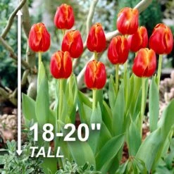 12/Plus Cm, Triumph Verandi Tulip Flower Bulbs (Bag Of 100) 12 12/Plus Cm, Triumph Verandi Tulip Flower Bulbs (Bag Of 100) -J Parkers Garden Store garden state bulb flower bulbs ecf 65 100 04 4f 1000
