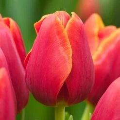 12/ Cm, Triumph Verandi Tulip Flower Bulbs (Bag Of 25)