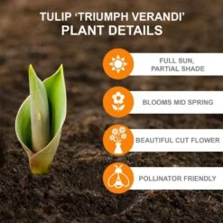 12/+ Cm, Triumph Verandi Tulip Flower Bulbs (Bag Of 250) -J Parkers Garden Store garden state bulb flower bulbs ecf 65 250 10 c3 1000