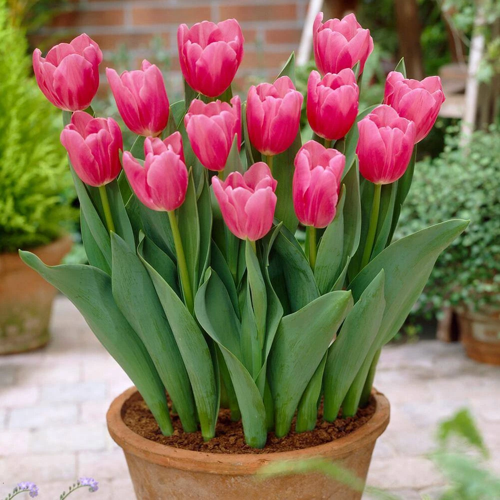12/ Cm, Mistress Triumph Tulip Flower Bulbs, Pink (Bag Of 25) 10 12/ Cm, Mistress Triumph Tulip Flower Bulbs, Pink (Bag Of 25) - Image 8