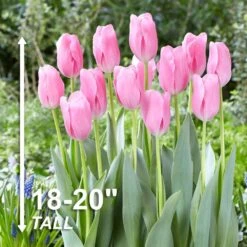 12/ Cm, Mistress Triumph Tulip Flower Bulbs, Pink (Bag Of 25) 12 12/ Cm, Mistress Triumph Tulip Flower Bulbs, Pink (Bag Of 25) -J Parkers Garden Store garden state bulb flower bulbs ecf 67 25 01 4f 1000