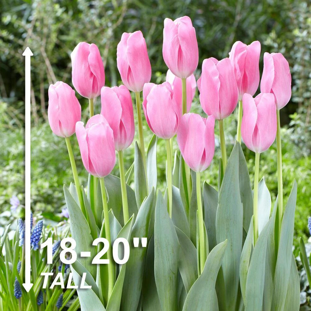 12/ Cm, Mistress Triumph Tulip Flower Bulbs, Pink (Bag Of 25) 5 12/ Cm, Mistress Triumph Tulip Flower Bulbs, Pink (Bag Of 25) - Image 3
