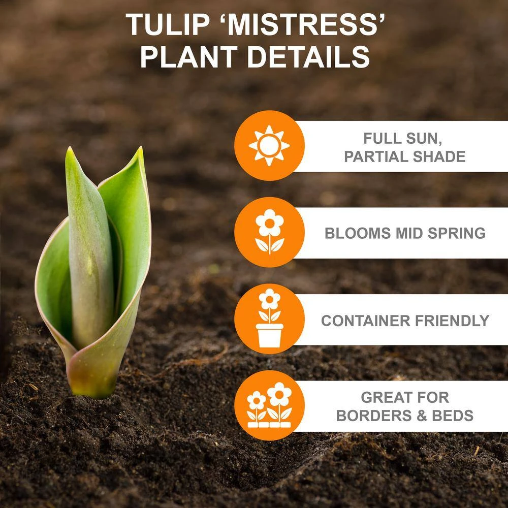12/ Cm, Mistress Triumph Tulip Flower Bulbs, Pink (Bag Of 25) 4 12/ Cm, Mistress Triumph Tulip Flower Bulbs, Pink (Bag Of 25) - Image 2