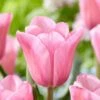 12/Plus Cm, Mistress Triumph Tulip Flower Bulbs, Pink (Bag Of 250) 1 12/Plus Cm, Mistress Triumph Tulip Flower Bulbs, Pink (Bag Of 250) -J Parkers Garden Store garden state bulb flower bulbs ecf 67 250 10 64 1000