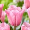 12/Plus Cm, Mistress Triumph Tulip Flower Bulbs, Pink (Bag Of 50) -J Parkers Garden Store garden state bulb flower bulbs ecf 67 50 02 64 1000