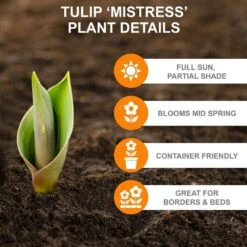 12/Plus Cm, Mistress Triumph Tulip Flower Bulbs, Pink (Bag Of 50) -J Parkers Garden Store garden state bulb flower bulbs ecf 67 50 02 c3 1000
