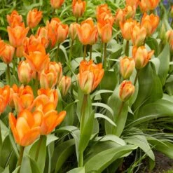 12/ Cm, Orange Emperor Fosteriana Tulip Flower Bulbs (Bag Of 25) -J Parkers Garden Store garden state bulb flower bulbs ecf 68 25 01 31 1000