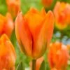 12/ Cm, Orange Emperor Fosteriana Tulip Flower Bulbs (Bag Of 25)