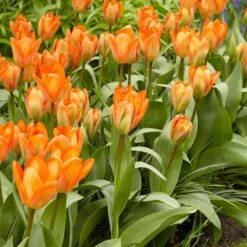 12/Plus Cm, Orange Emperor Fosteriana Tulip Flower Bulbs (Bag Of 250) -J Parkers Garden Store garden state bulb flower bulbs ecf 68 250 10 31 1000