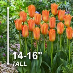 12/Plus Cm, Orange Emperor Fosteriana Tulip Flower Bulbs (Bag Of 250) -J Parkers Garden Store garden state bulb flower bulbs ecf 68 250 10 4f 1000
