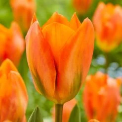 12/Plus Cm, Orange Emperor Fosteriana Tulip Flower Bulbs (Bag Of 250)