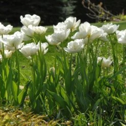12/ Cm, Mount Tacoma Double Late Tulip Bulbs, White (Bag Of 25) -J Parkers Garden Store garden state bulb flower bulbs ecf 69 25 01 31 1000