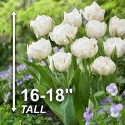12/Plus Cm, Mount Tacoma Double Late Tulip Bulbs, White (Bag Of 250) -J Parkers Garden Store garden state bulb flower bulbs ecf 69 250 10 4f 1000