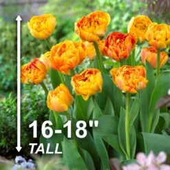 12/Plus Cm, Sun Lover Double Late Tulip Flower Bulbs (Bag Of 100) -J Parkers Garden Store garden state bulb flower bulbs ecf 70 100 04 4f 1000