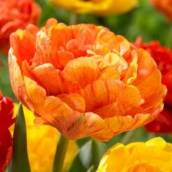 12/Plus Cm, Sun Lover Double Late Tulip Flower Bulbs (Bag Of 100)