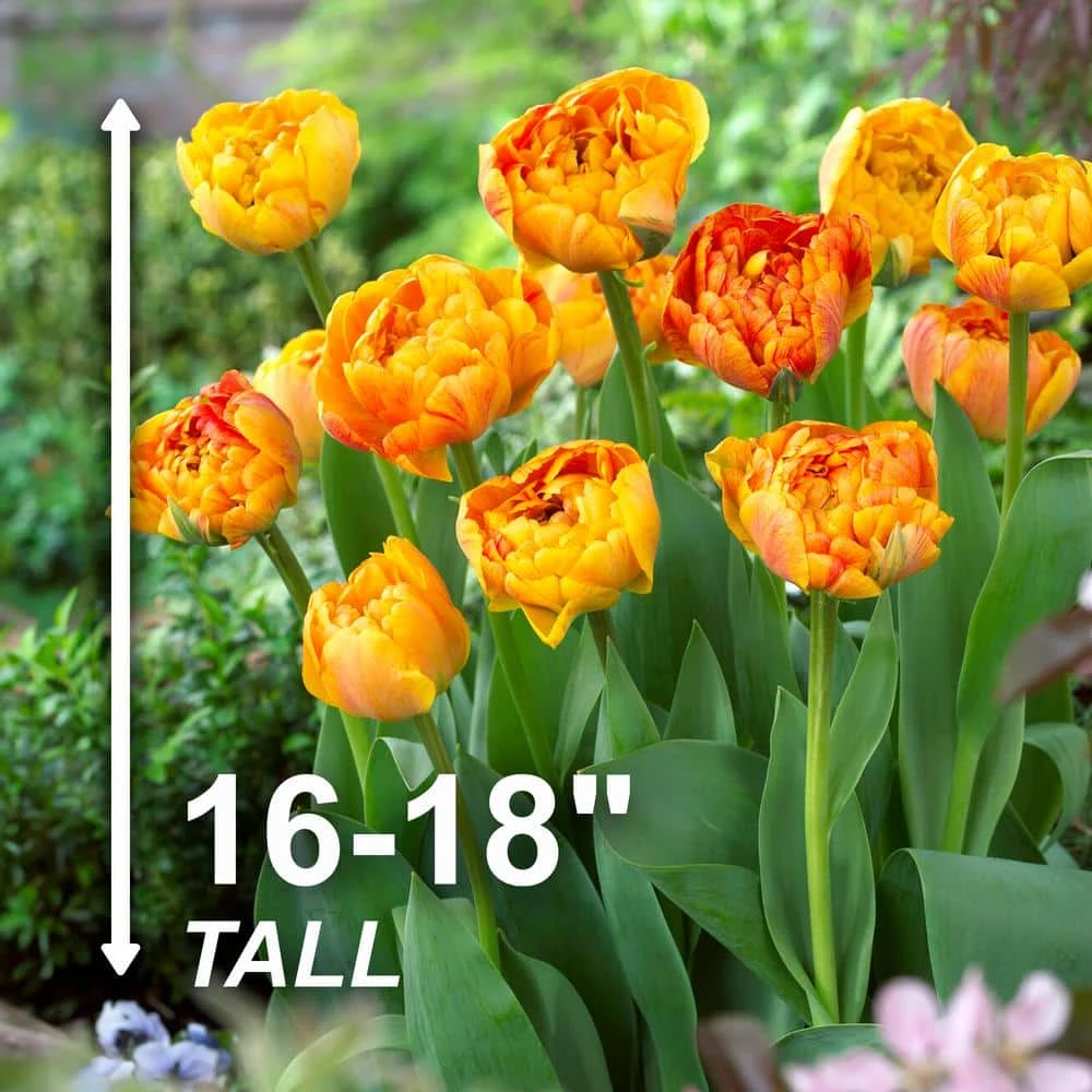 12/ Cm, Sunlover Double Late Tulip Bulbs, Orange (Bag Of 25) 5 12/ Cm, Sunlover Double Late Tulip Bulbs, Orange (Bag Of 25) - Image 3