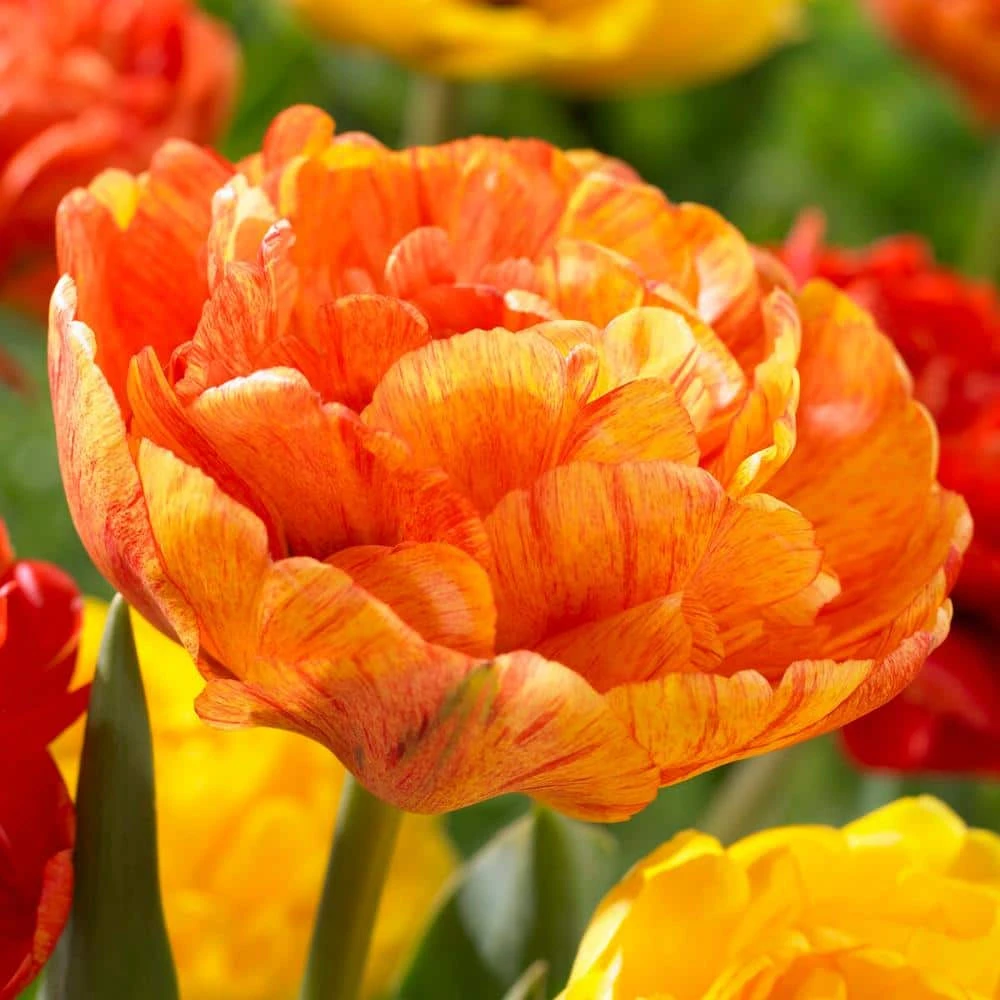 12/ Cm, Sunlover Double Late Tulip Bulbs, Orange (Bag Of 25) 3 12/ Cm, Sunlover Double Late Tulip Bulbs, Orange (Bag Of 25)