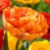 12/Plus Cm, Sun Lover Double Late Tulip Flower Bulbs (Bag Of 250) 2 12/Plus Cm, Sun Lover Double Late Tulip Flower Bulbs (Bag Of 250) -J Parkers Garden Store garden state bulb flower bulbs ecf 70 250 10 64 1000