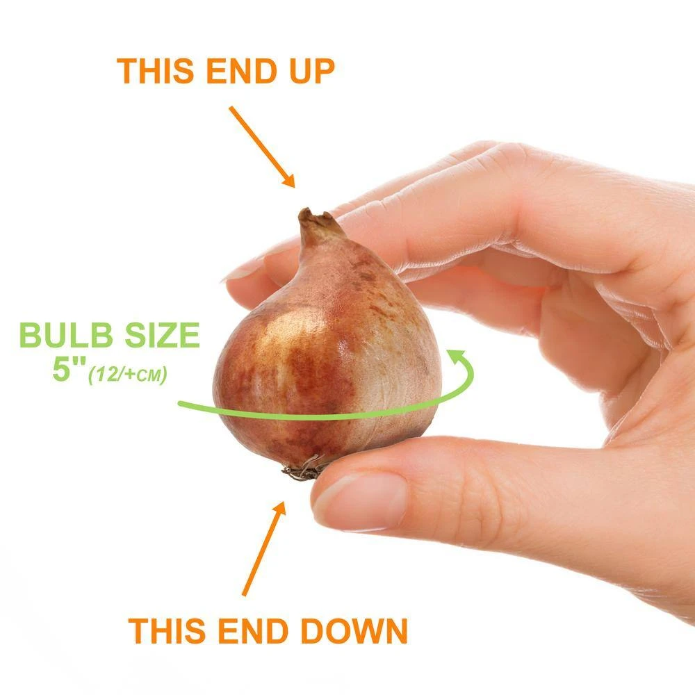 12/+ Cm, Sunlover Double Late Tulip Flower Bulbs (Bag Of 50) 6 12/+ Cm, Sunlover Double Late Tulip Flower Bulbs (Bag Of 50) - Image 4