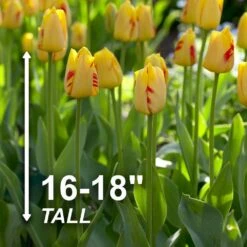 12/+ Cm, Darwin Hybrid Olympic Flame Tulip Flower Bulbs (Bag Of 250) -J Parkers Garden Store garden state bulb flower bulbs ecf 71 250 10 4f 1000