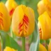 12/Plus Cm, Darwin Hybrid Olympic Flame Tulip Flower Bulbs (Bag Of 50) -J Parkers Garden Store garden state bulb flower bulbs ecf 71 50 02 64 1000
