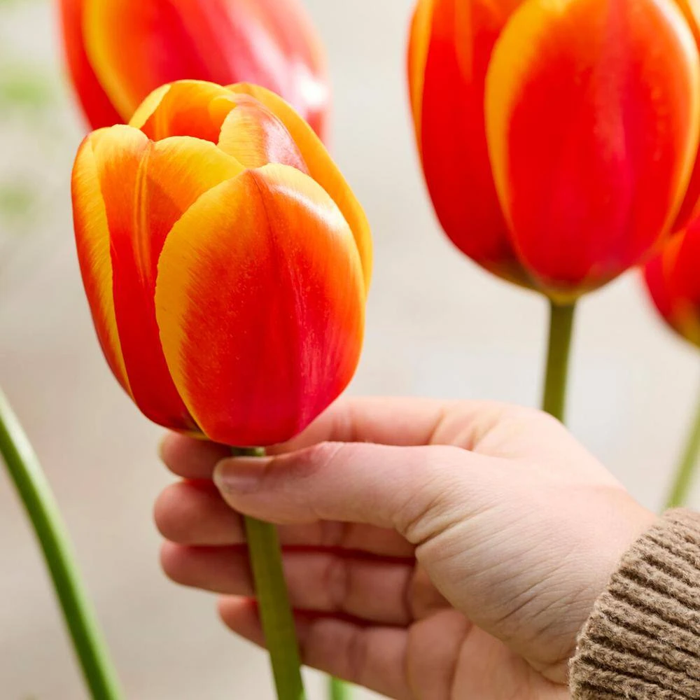 12/+ Cm, Darwin Hybrid Dafeng Tulip Flower Bulbs (Bag Of 100) 10 12/+ Cm, Darwin Hybrid Dafeng Tulip Flower Bulbs (Bag Of 100) - Image 8