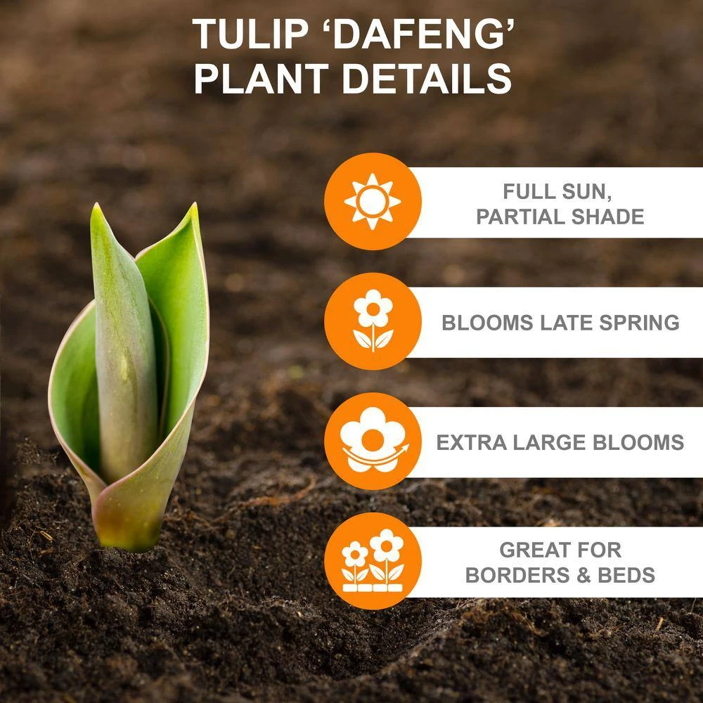 12/+ Cm, Darwin Hybrid Dafeng Tulip Flower Bulbs (Bag Of 100) 4 12/+ Cm, Darwin Hybrid Dafeng Tulip Flower Bulbs (Bag Of 100) - Image 2