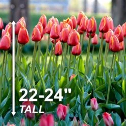 12/ Cm, Darwin Hybrid Dafeng Tulip Flower Bulbs (Bag Of 25) 12 12/ Cm, Darwin Hybrid Dafeng Tulip Flower Bulbs (Bag Of 25) -J Parkers Garden Store garden state bulb flower bulbs ecf 72 25 01 4f 1000