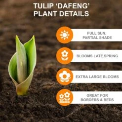 12/Plus Cm, Darwin Hybrid Dafeng Tulip Flower Bulbs (Bag Of 250) -J Parkers Garden Store garden state bulb flower bulbs ecf 72 250 10 c3 1000
