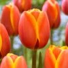 12/Plus Cm, Darwin Hybrid Dafeng Tulip Flower Bulbs (Bag Of 50) -J Parkers Garden Store garden state bulb flower bulbs ecf 72 50 02 64 1000