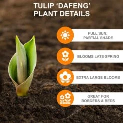 12/Plus Cm, Darwin Hybrid Dafeng Tulip Flower Bulbs (Bag Of 50) -J Parkers Garden Store garden state bulb flower bulbs ecf 72 50 02 c3 1000