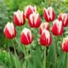 12/ Cm, Markant Triumph Tulip Flower Bulbs (Bag Of 25) 1 12/ Cm, Markant Triumph Tulip Flower Bulbs (Bag Of 25) -J Parkers Garden Store garden state bulb flower bulbs ecf 73 25 01 64 1000