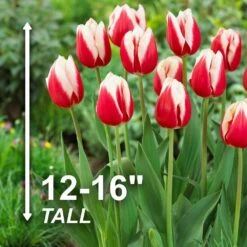 12/Plus Cm, Markant Triumph Tulip Flower Bulbs (Bag Of 250) -J Parkers Garden Store garden state bulb flower bulbs ecf 73 250 10 4f 1000
