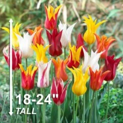 12/Plus Cm, Lily Flowering Mix Tulip Flower Bulbs (Bag Of 100) -J Parkers Garden Store garden state bulb flower bulbs ecf 74 100 04 4f 1000