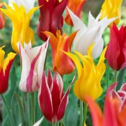 12/Plus Cm, Lily Flowering Mix Tulip Flower Bulbs (Bag Of 250)