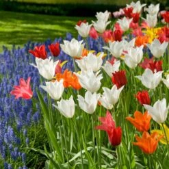 12/Plus Cm, Lily Flowering Mix Tulip Flower Bulbs (Bag Of 50) -J Parkers Garden Store garden state bulb flower bulbs ecf 74 50 02 31 1000
