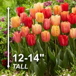 12/+ Cm, Jimmy Mix Triumph Tulip Flower Bulbs (Bag Of 100) -J Parkers Garden Store garden state bulb flower bulbs ecf 76 100 04 4f 1000