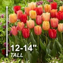 12/ Cm, Jimmy Mix Triumph Tulip Flower Bulbs (Bag Of 25) -J Parkers Garden Store garden state bulb flower bulbs ecf 76 25 01 4f 1000