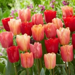 12/ Cm, Jimmy Mix Triumph Tulip Flower Bulbs (Bag Of 25)