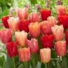 12/Plus Cm, Jimmy Mix Triumph Tulip Flower Bulbs (Bag Of 250) 1 12/Plus Cm, Jimmy Mix Triumph Tulip Flower Bulbs (Bag Of 250) -J Parkers Garden Store garden state bulb flower bulbs ecf 76 250 10 64 1000