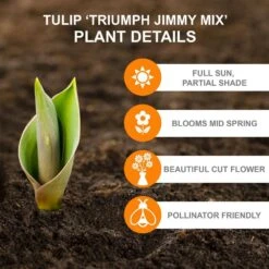 12/Plus Cm, Jimmy Mix Triumph Tulip Flower Bulbs (Bag Of 50) -J Parkers Garden Store garden state bulb flower bulbs ecf 76 50 02 c3 1000