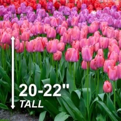 12/Plus Cm, Festival Mix Darwin Hybrid Tulip Flower Bulbs (Bag Of 250) -J Parkers Garden Store garden state bulb flower bulbs ecf 77 250 10 4f 1000