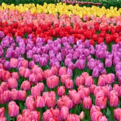 12/+ Cm, Festival Mix Darwin Hybrid Tulip Flower Bulbs (Bag Of 50)