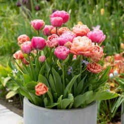 12/Plus Cm, Amazing Blend Double Mix Tulip Flower Bulbs (Bag Of 100) -J Parkers Garden Store garden state bulb flower bulbs ecf 79 100 04 31 1000