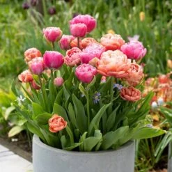 12/ Cm, Amazing Blend Double Mix Tulip Flower Bulbs (Bag Of 25) -J Parkers Garden Store garden state bulb flower bulbs ecf 79 25 01 31 1000