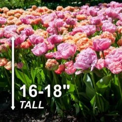 12/ Cm, Amazing Blend Double Mix Tulip Flower Bulbs (Bag Of 25) -J Parkers Garden Store garden state bulb flower bulbs ecf 79 25 01 4f 1000