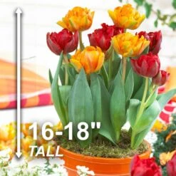 12/ Cm, Caribbean Mix Double Late Tulip Flower Bulbs (Bag Of 25) -J Parkers Garden Store garden state bulb flower bulbs ecf 80 25 01 4f 1000
