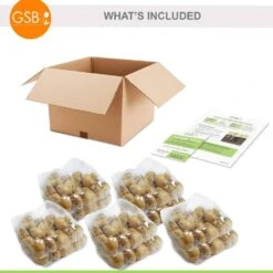 12/Plus Cm, Caribbean Mix Double Late Tulip Flower Bulbs (Bag Of 250) -J Parkers Garden Store garden state bulb flower bulbs ecf 80 250 10 76 1000